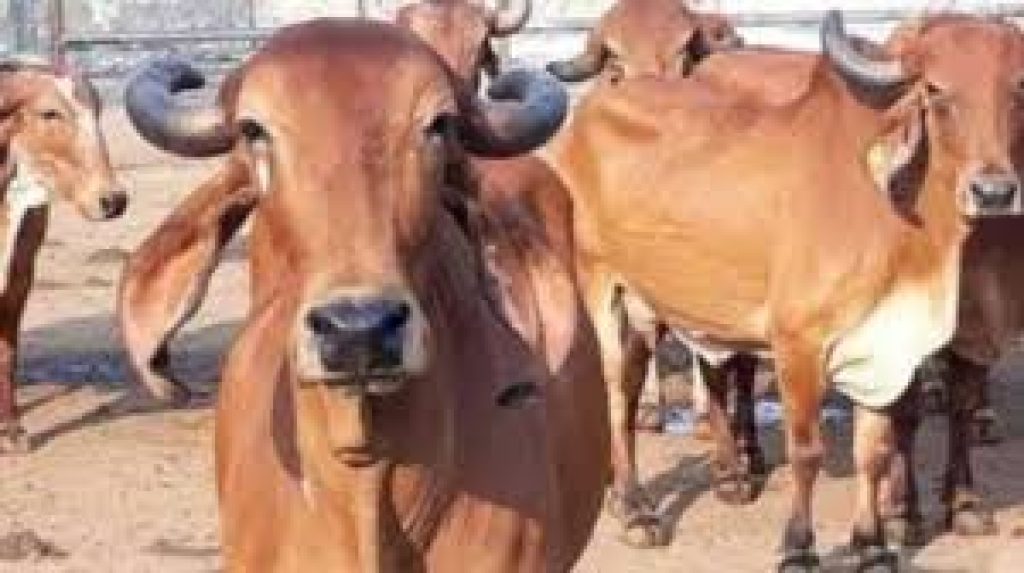 “Rajyamata-Gomata” Tag Declared to Desi Cows In Maharashtra