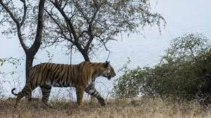 Tiger At Kalesar National Park In Yamunanagar Caught On Camera