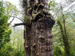 5,000-year-old ‘great grandfather’ tree is officially the world’s oldest